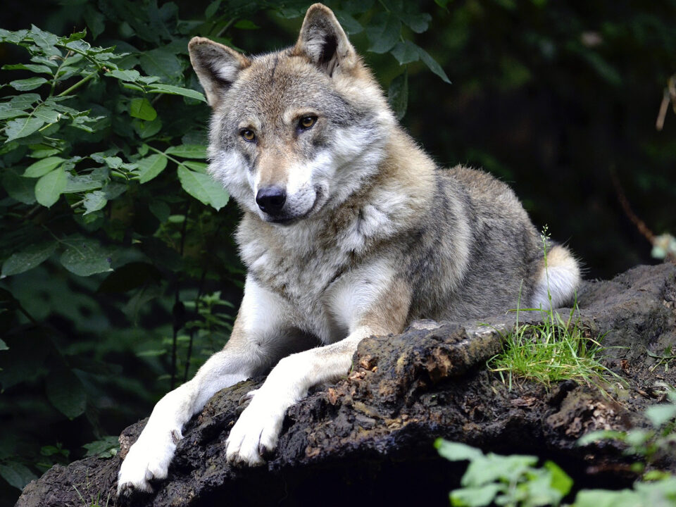 Wolf liegt aufmerksam im Wald