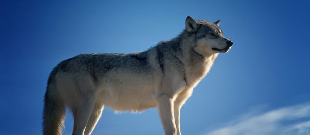 Grauer Wolf auf Felsen vor blauem Himmel