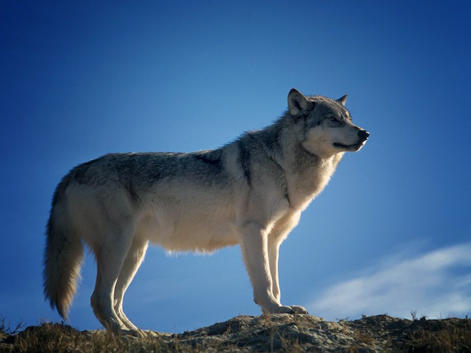Wolf auf Felsen vor blauem Himmel
