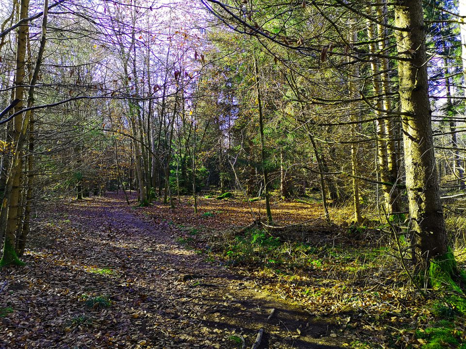 Waldweg lichtdurchflutet