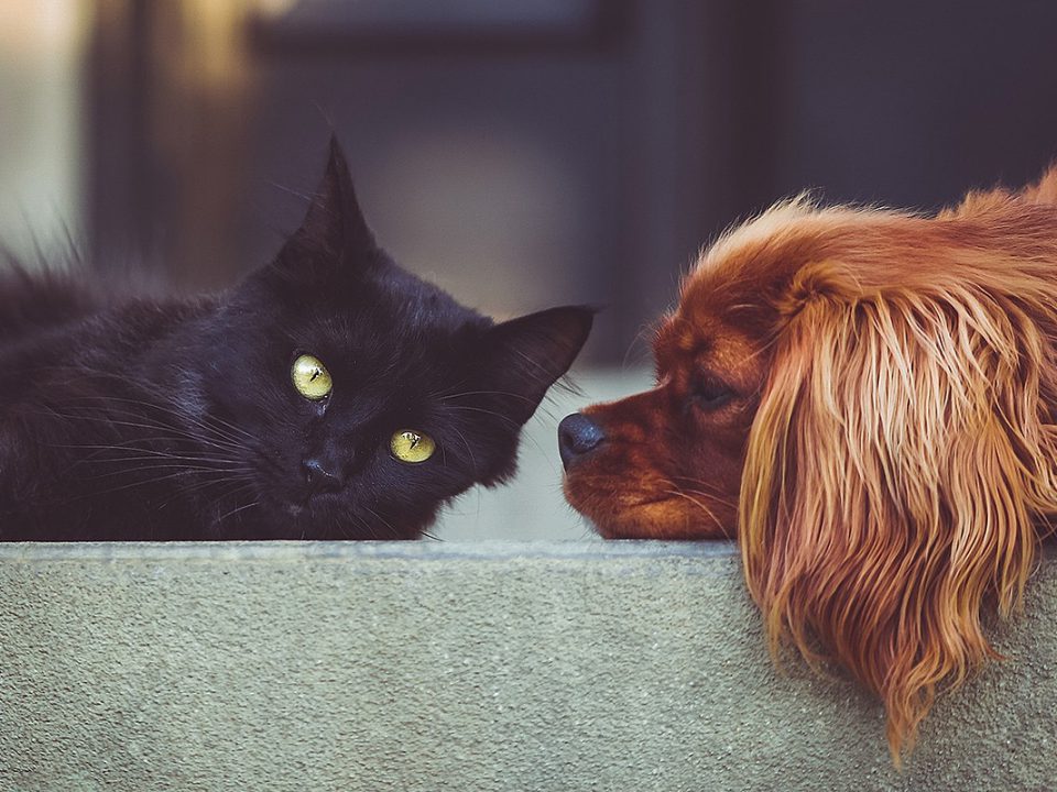 links schwarze Katze, rechts brauner Hund